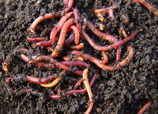 Red Wigglers In Compost 537x38 11291419