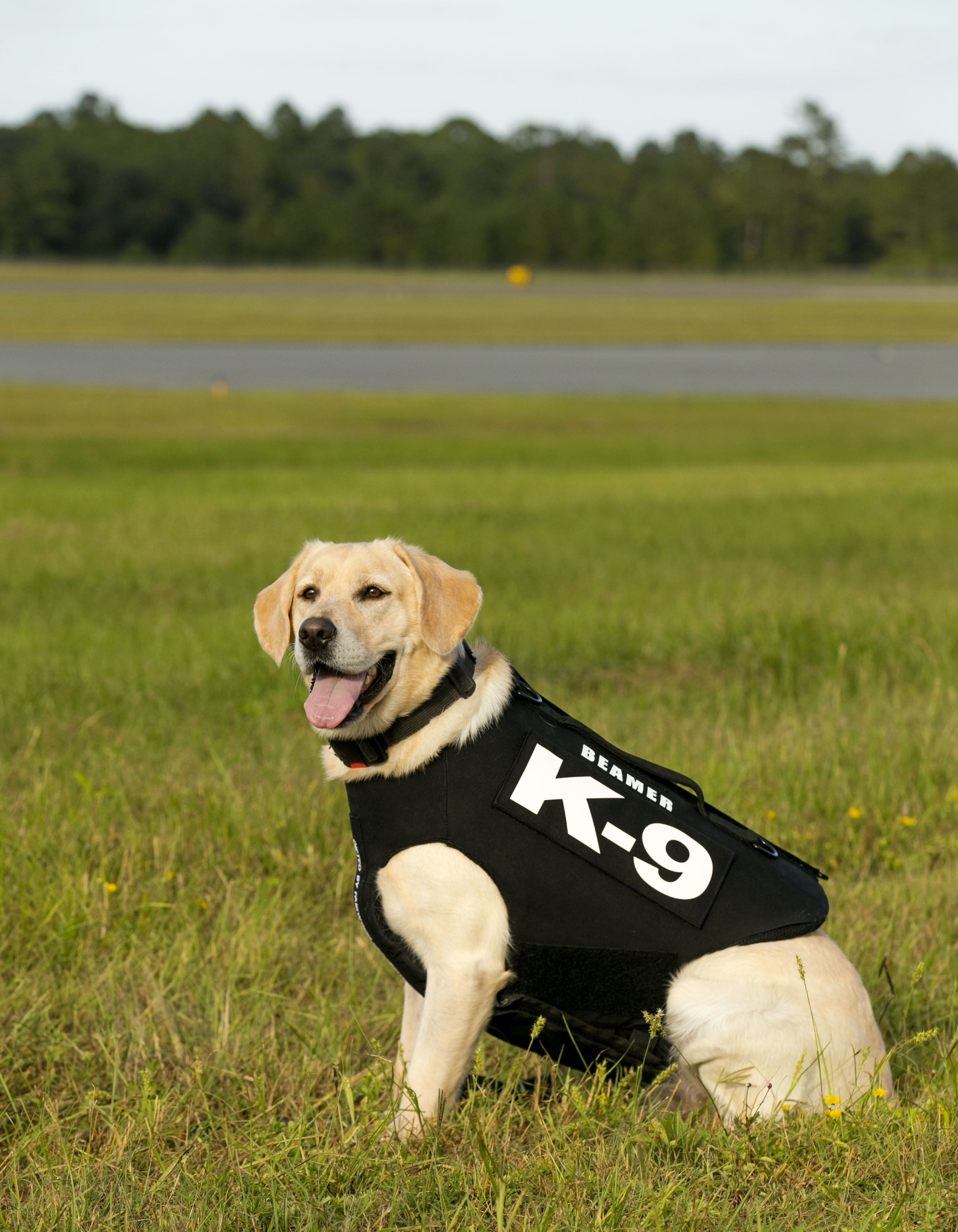 Beamer In Field In New Vest 5d8a606c43e51
