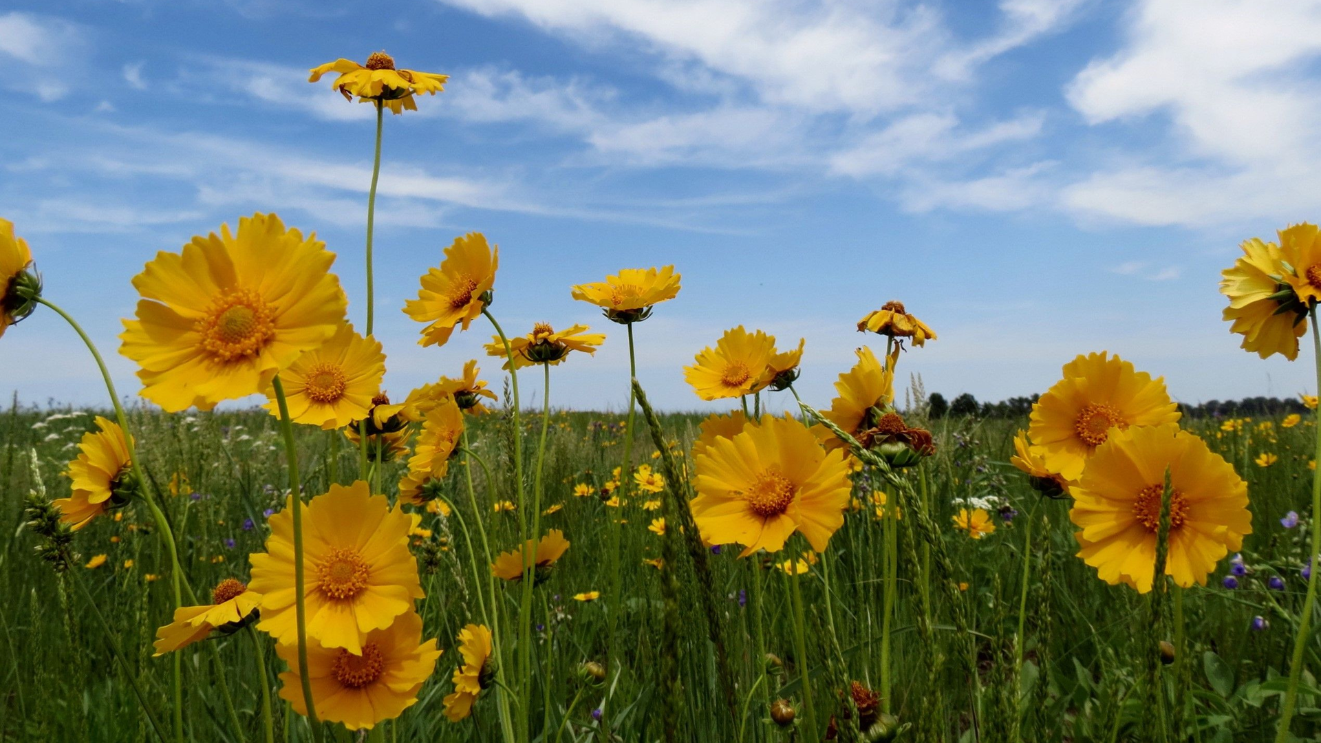 'Blue Sky Coreopsis' by Jeanette Jaskula