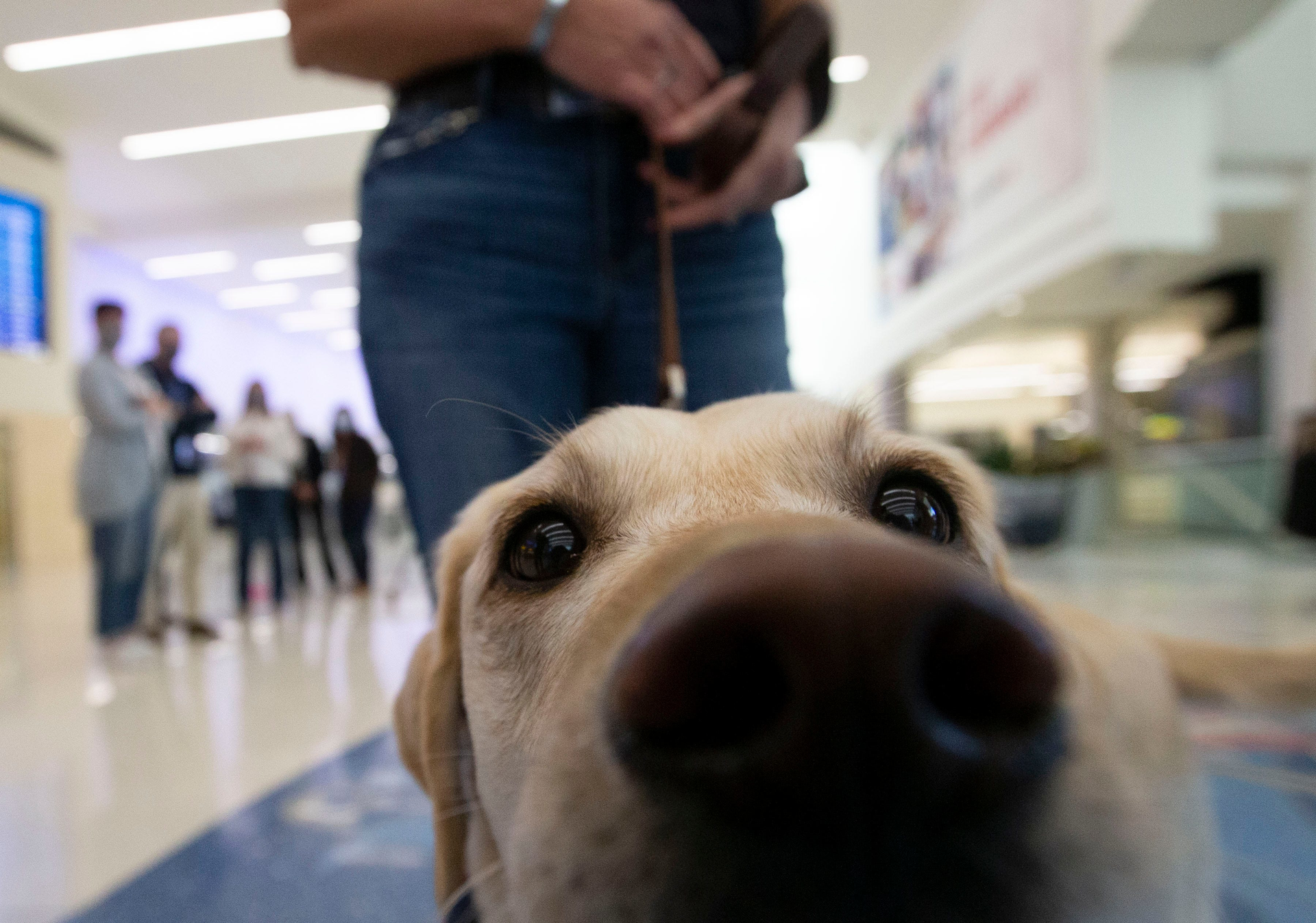 Yakeley, a nationally registered dog with the Alliance of Therapy Dogs, waits for passengers to pet her in John Glenn Columbus International Airport in Columbus, Ohio, on Thursday, Nov. 4, 2021