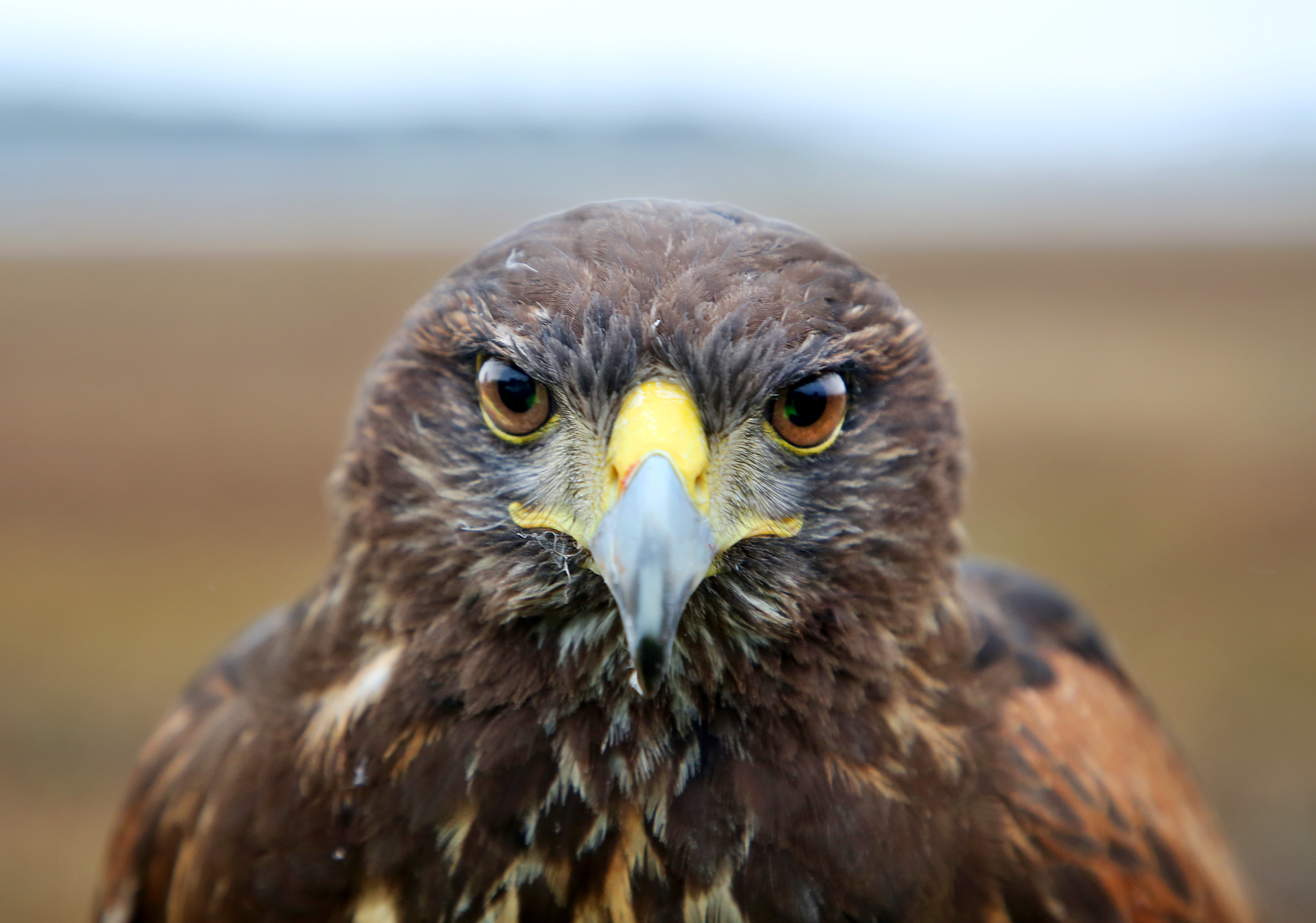 Cheddar, a trained Harris s Hawk, scans a grassy at Tampa International Airport (TIA) on Wednesday, Jan 26, 2022, while searching for cattle egrets which are often found flock and forage in the dry fields adjacent to the airports runways in Tampa.