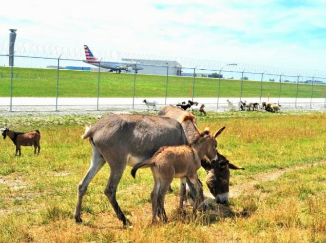 Image Credits Chicago O'hare International Airport (002)