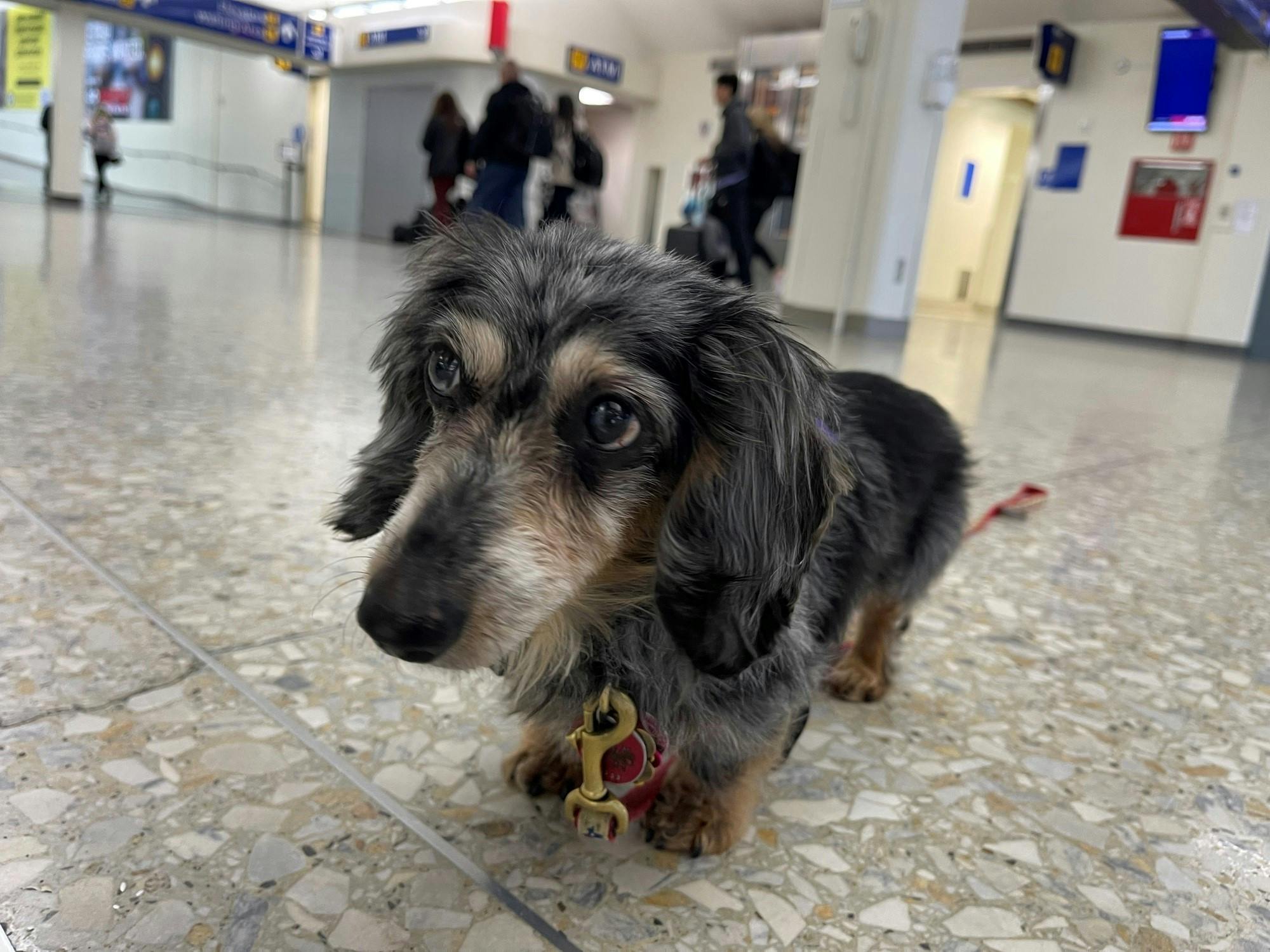 The dogs and their volunteer owners will visit the airport every Monday between the hours of 11:00 AM and 1:00 PM.