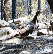 A wild turkey and its nest and eggs made it through a burnout unscathed in the forest near Capitan, N.M.