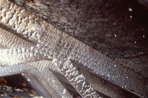 Photo 6. Photo from the 1989 Phoenix &ldquo;near miss&rdquo; collapse. Note that the gusset plate has completely fallen out and the truss system is held together by friction. Note the &ldquo;footprint&rdquo; in the two-by-four-inch truss member where the plate was once seated.