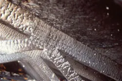 Photo 6. Photo from the 1989 Phoenix “near miss” collapse. Note that the gusset plate has completely fallen out and the truss system is held together by friction. Note the “footprint” in the two-by-four-inch truss member where the plate was once seated. Photo 6. Photo from the 1989 Phoenix “near miss” collapse. Note that the gusset plate has completely fallen out and the truss system is held together by friction. Note the “footprint” in the two-by-four-inch truss member where the plate was once seated.