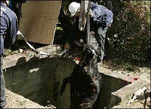 Rescuers provided supplemental oxygen to the well, and then lowered a firefighter into the well to administer a tranquilizer.