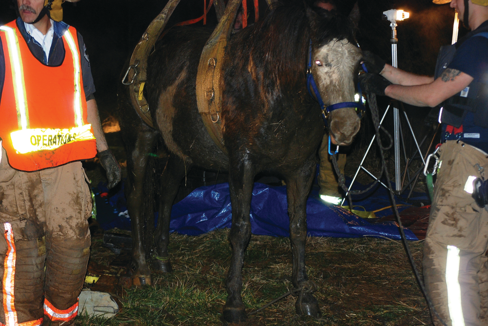 The ability to stand or walk is not an indication that a horse is 'OK.' This horse was pronounced 'fine' after being rescued, but was found dead the next day. Hypothermia in a horse is a serious condition that must be managed in a timely and appropriate manner.