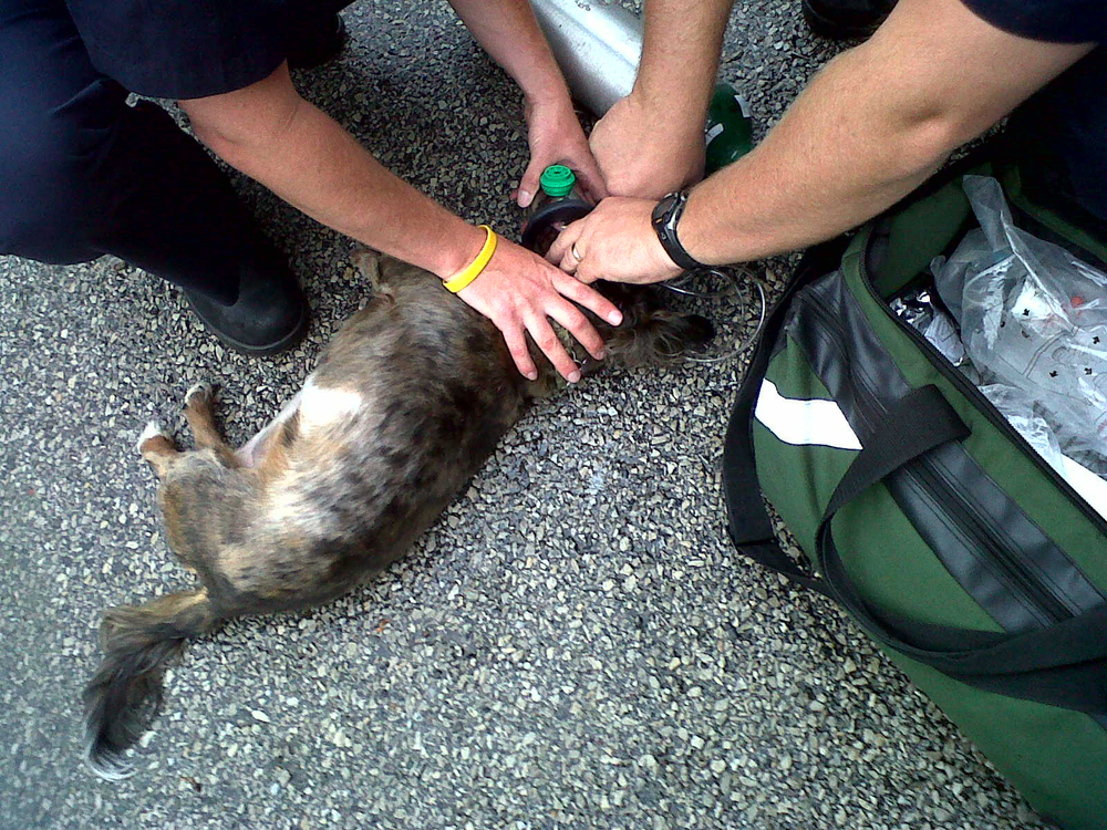 EMS runs give you a chance to show compassion while offering life saving measures to your patients.