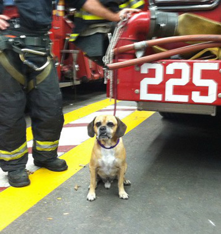 FDNY firefighters Engine 225 and Ladder 107 in Brooklyn reunited a lost dog with its owner on Oct. 16.