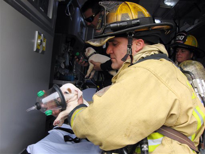 Fla Puppies 10893286