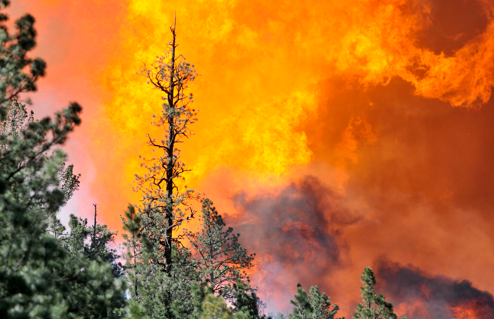 A fire burns out of control about 10 miles north of Pecos, N.M. on Thursday, May 30, 2013.