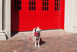 Molly the Fire Safety Dog after her tour the Fire Museum of Memphis. Molly the Fire Safety Dog after her tour the Fire Museum of Memphis.
