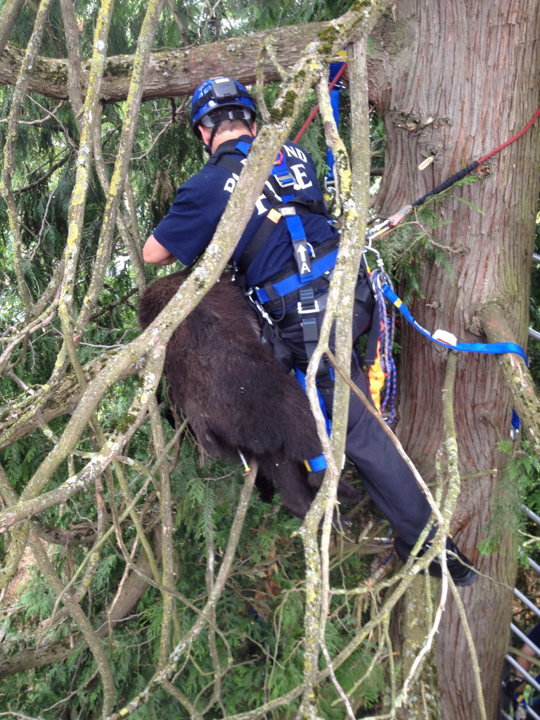 Portland Bear 2 11518946