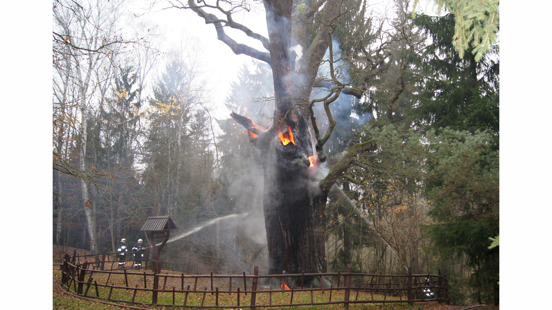 Polish firefighters spent 30 hours battling this fire in this old tree.