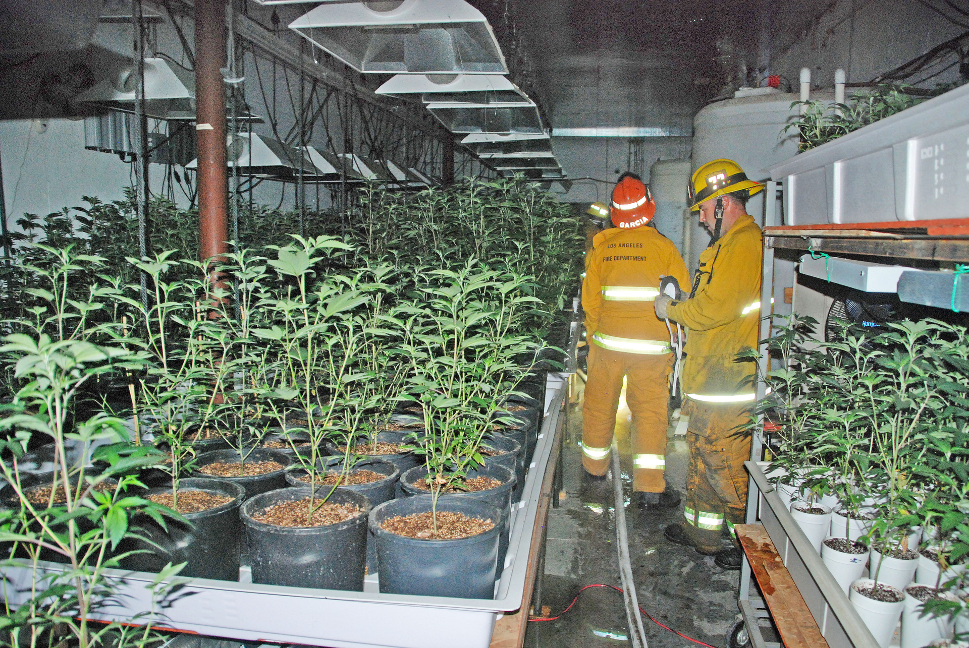 Figure 1: Firefighters in a marijuana grow room.