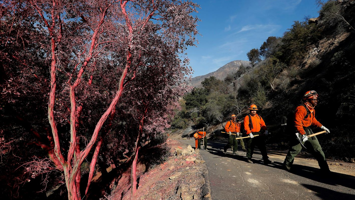 Members of the Nevada Division of Forestry make their way past trees covered in fire retardant while putting out hot spots from the Thomas fire in Montecito, CA, on Dec. 18, 2017.