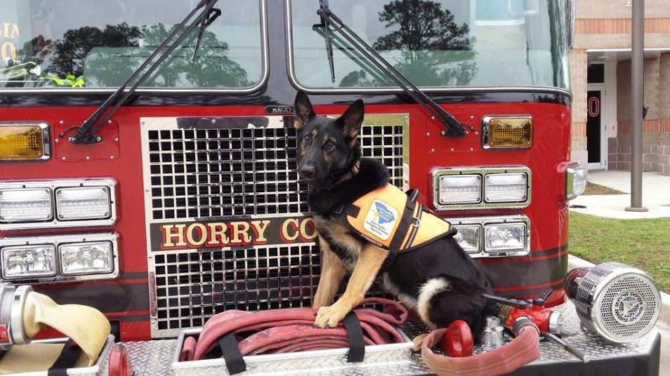 Horry County Fire Rescue member Carl Hall's personal Search & Rescue dog Hope.