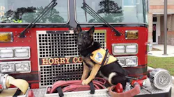 Horry County Fire Rescue member Carl Hall's personal Search & Rescue dog Hope. Horry County Fire Rescue member Carl Hall's personal Search & Rescue dog Hope.