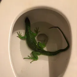 Fort Lauderdale, FL, firefighters were called by a homeowner Thursday to capture a green iguana found in a toilet bowl. Fort Lauderdale, FL, firefighters were called by a homeowner Thursday to capture a green iguana found in a toilet bowl.