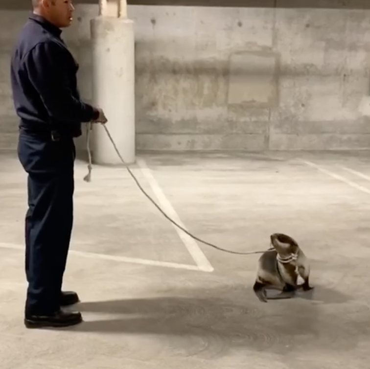 Redwood City, CA, firefighters rescued a sea lion from a parking garage Sunday.