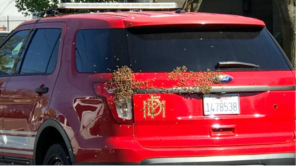 After firefighters helped clear bee's from a citizen's vehicle, they then swarmed a Modesto fire chief's vehicle.