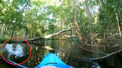 An alligator rushes at firefighter/paramedic Peter Joyce while he pilots a kayak on the Waccamaw River in North Carolina on Monday, July 12, 2020. An alligator rushes at firefighter/paramedic Peter Joyce while he pilots a kayak on the Waccamaw River in North Carolina on Monday, July 12, 2020.