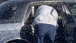 An off-duty Las Cruces, NM, and beekeeping hobbyist removed a large swarm of bees that had invaded a parked car Sunday. An off-duty Las Cruces, NM, and beekeeping hobbyist removed a large swarm of bees that had invaded a parked car Sunday.