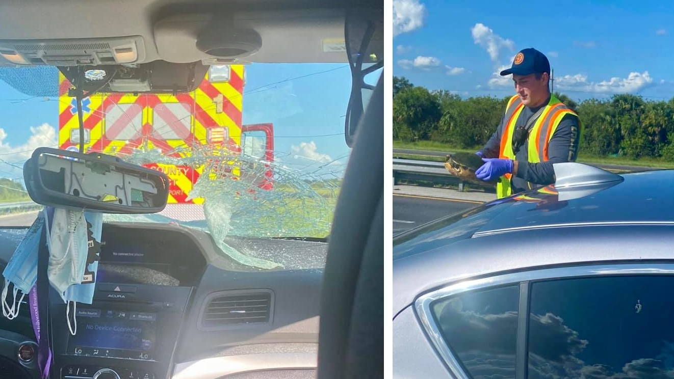 St. Lucie County, FL, firefighters responded to an unusual call last week: A turtle crashed through the window of a moving car after it was nicked by a tractor-trailer on the Florida Turnpike on Friday.