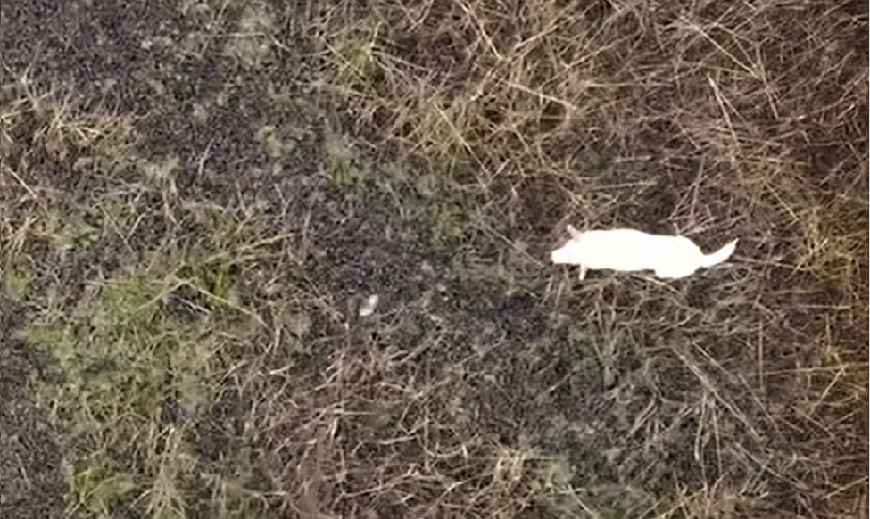 Rescue crews in the United Kingdom attached a sausage to a drone to rescue a stranded dog from rising tides.