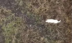 Rescue crews in the United Kingdom attached a sausage to a drone to rescue a stranded dog from rising tides. Rescue crews in the United Kingdom attached a sausage to a drone to rescue a stranded dog from rising tides.