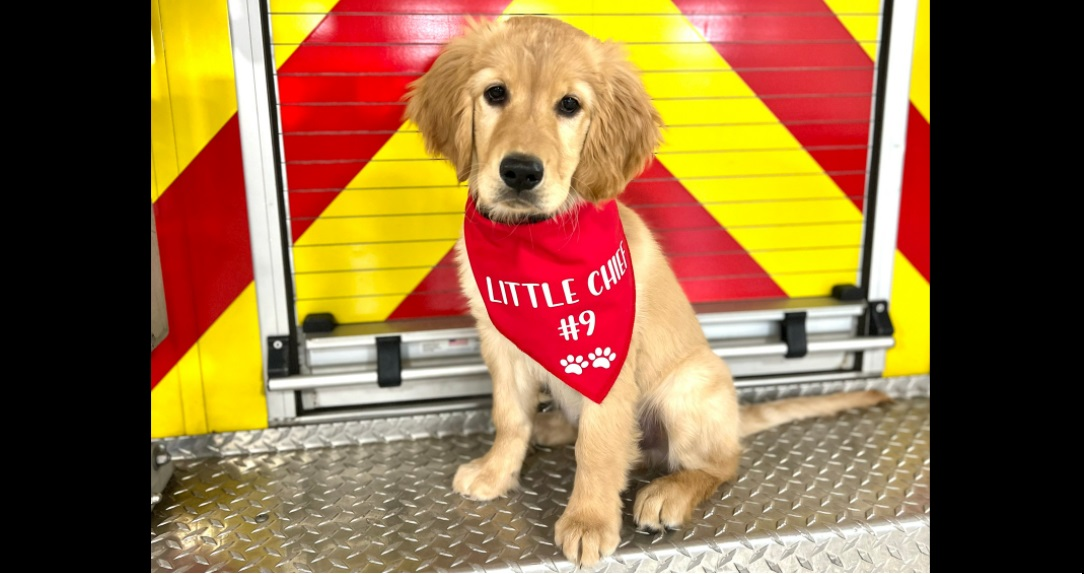 The Lowell Area Fire Department has a new fire station pup to aid firefighters.