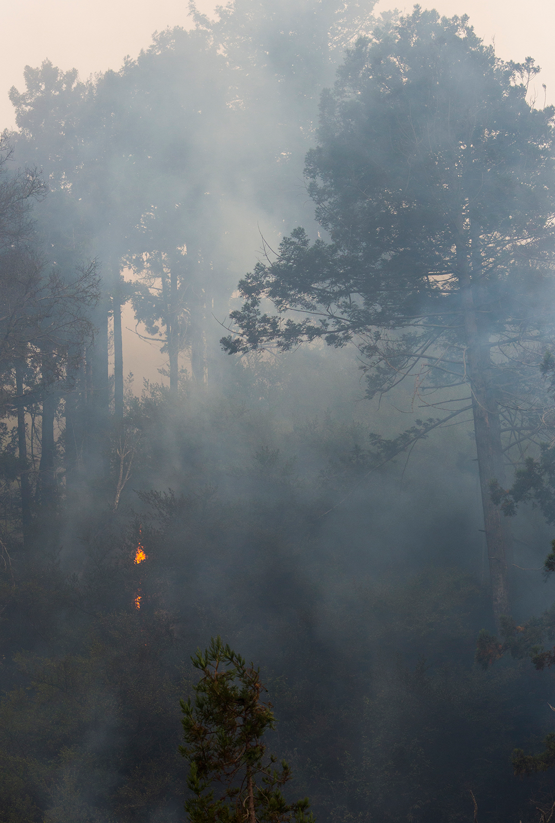 The Dolan Fire slowly creeps down into Julia Pfeiffer Burns State Park in Big Sur on Tuesday Aug. 25, 2020.