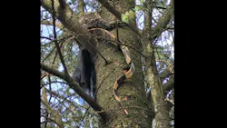 The 4-foot monitor lizard was spotted in the tree and firefighters grab it, turning it over to animal control. The 4-foot monitor lizard was spotted in the tree and firefighters grab it, turning it over to animal control.