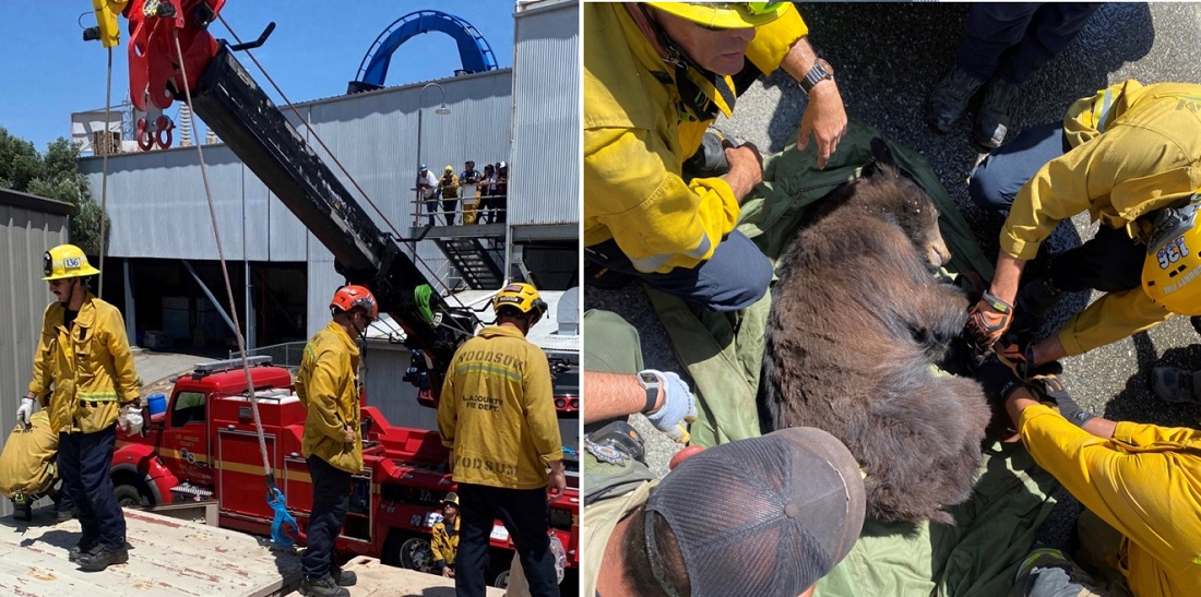 Los Angeles County Firefighters helped to free a bear trapped at Six Flags Magic Mountain.