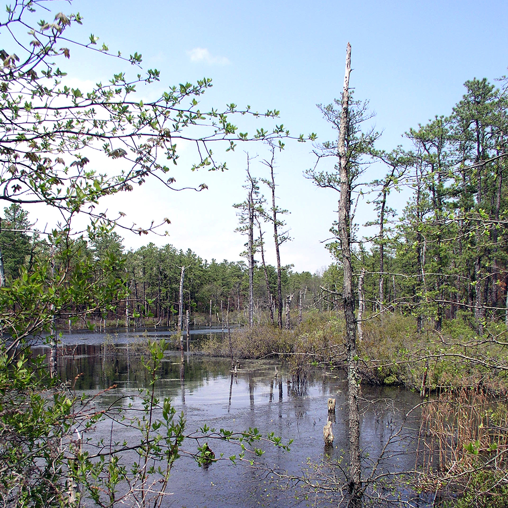 Bass River State Forest