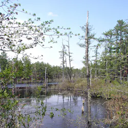 Bass River State Forest Bass River State Forest