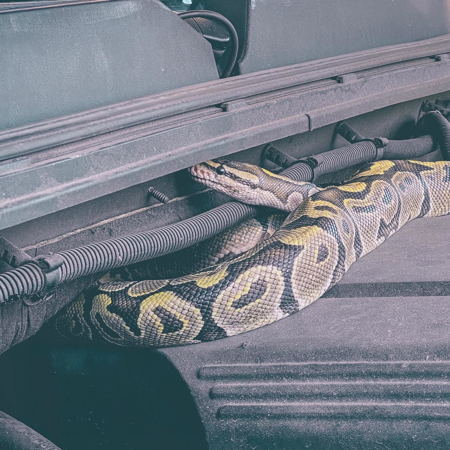 Some firefighters rescue cats stuck in trees. Fort Myers crews removed this python from the engine compartment of a truck.