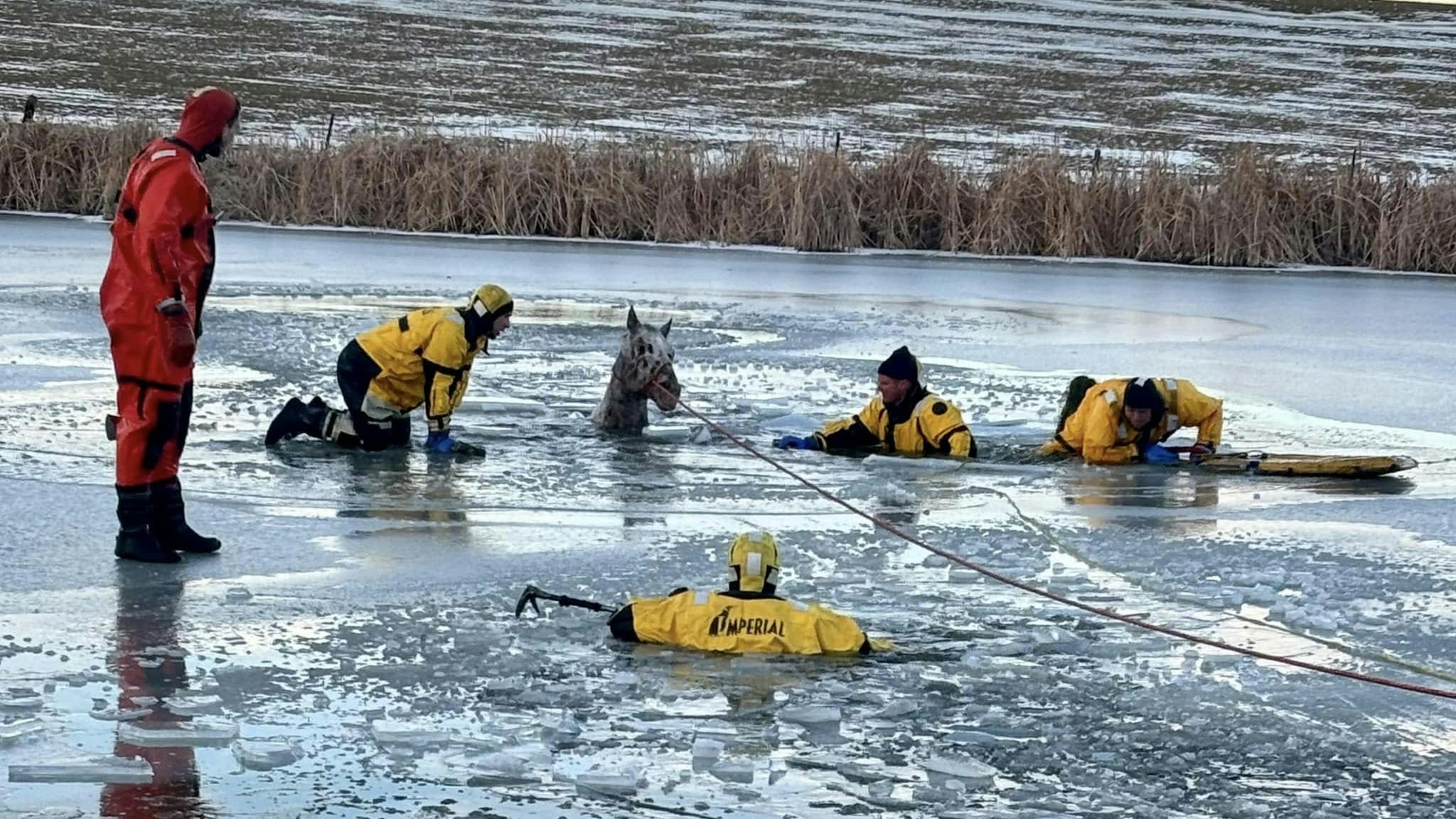 Firefighters donned ice rescue gear and used rope to get to the trapped horse.