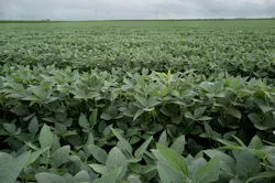 Soybean-based foam is safer and doesn't stick around like the current product does. Soybean-based foam is safer and doesn't stick around like the current product does.