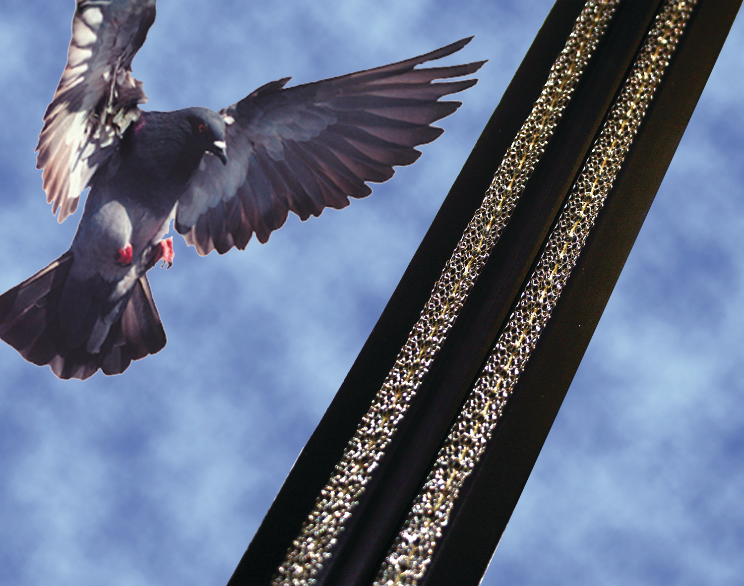 Newandimprovedbirdjoltflattrack 10067614