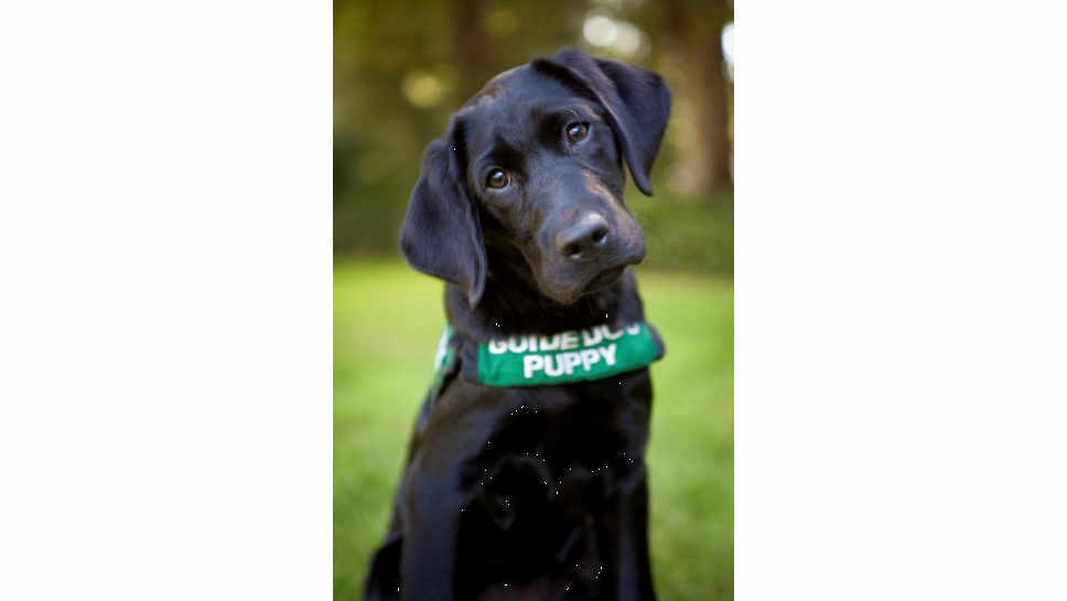 When the puppies are 8 to 9 weeks old, they are ready for their first road trip.