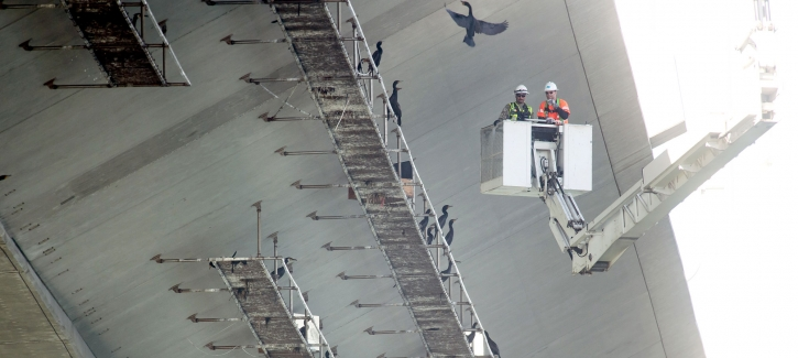 Caltrans staff observe the cormorants, which are nesting on platforms installed on the underside of the new East Span Skyway.