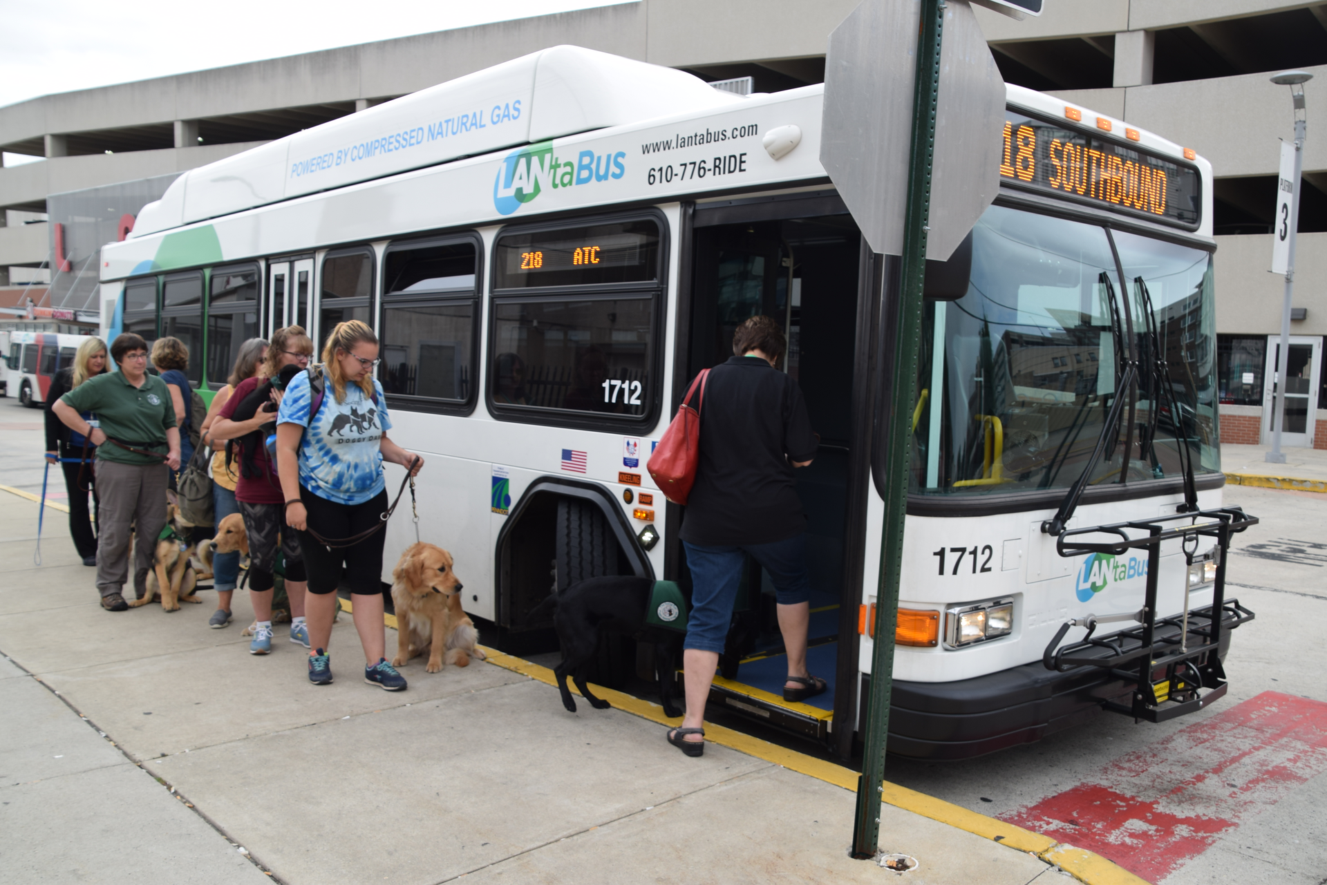Guide dogs lining up for boarding.
