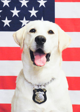 On April 20, K-9 officer, Ben retired after 4 years with Transit Police.