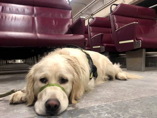 Keolis Commuter Services and the MBTA teamed up with Golden Opportunities for Independence (GOFI) to provide training for service dogs that will support people living with disabilities.