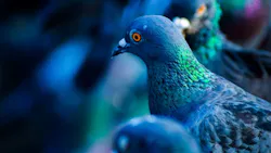 Pigeon Vickydeshmukhcredit 5c5cde2a6f5ec Pigeon Vickydeshmukhcredit 5c5cde2a6f5ec