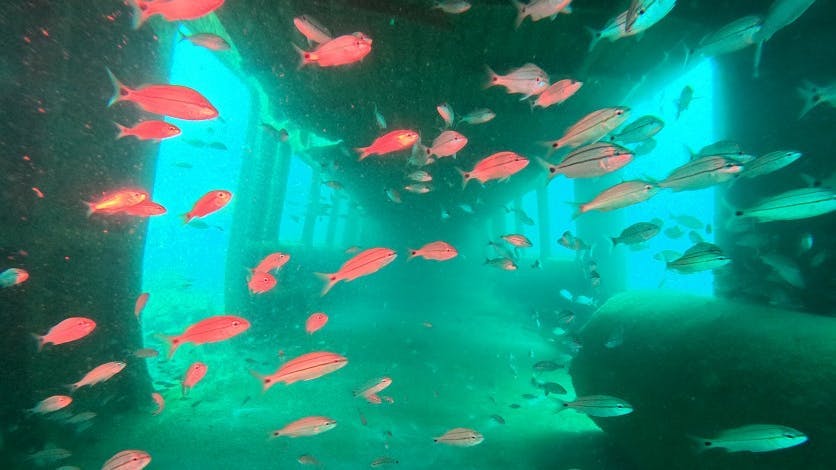 Decommissioned MARTA railcars are developing into Atlantic Ocean reefs.