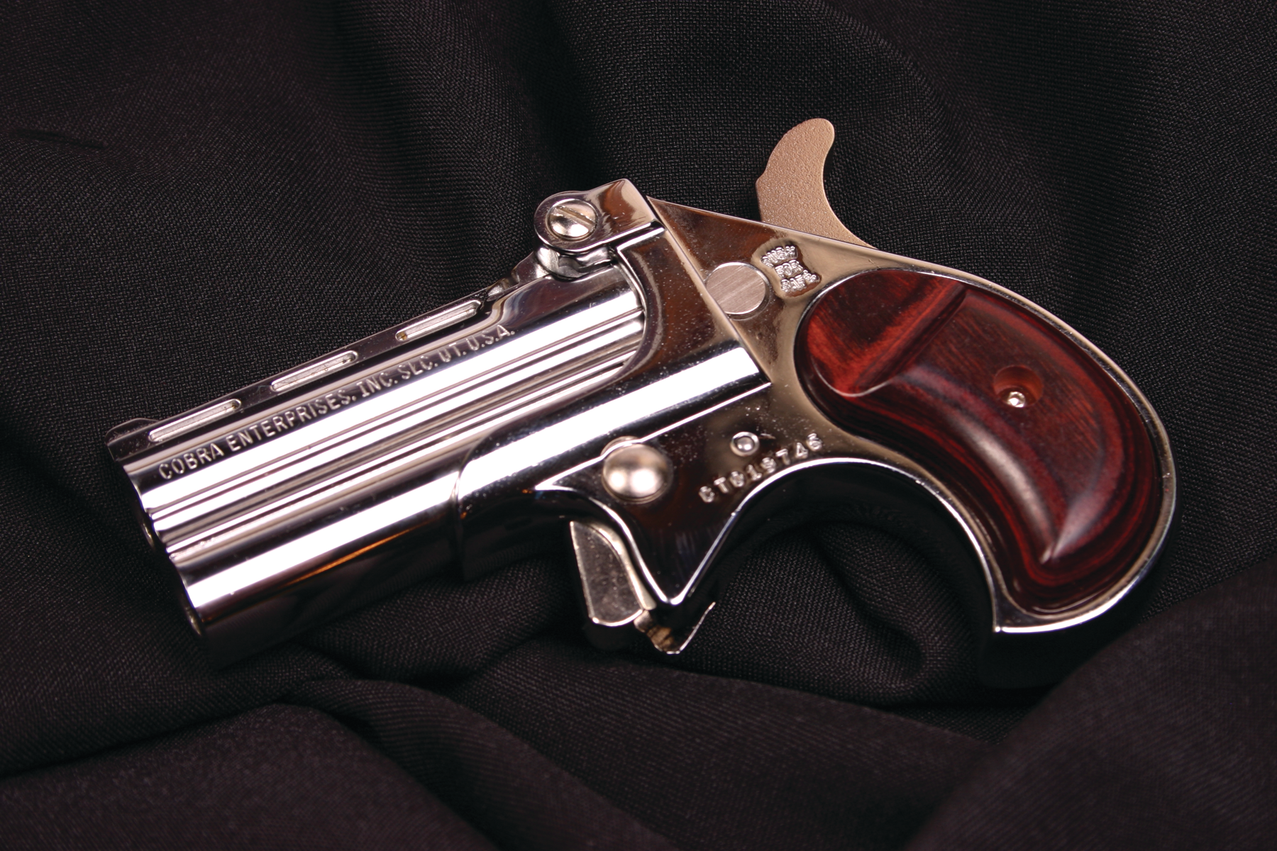 Bigborederringerfamily 10041913