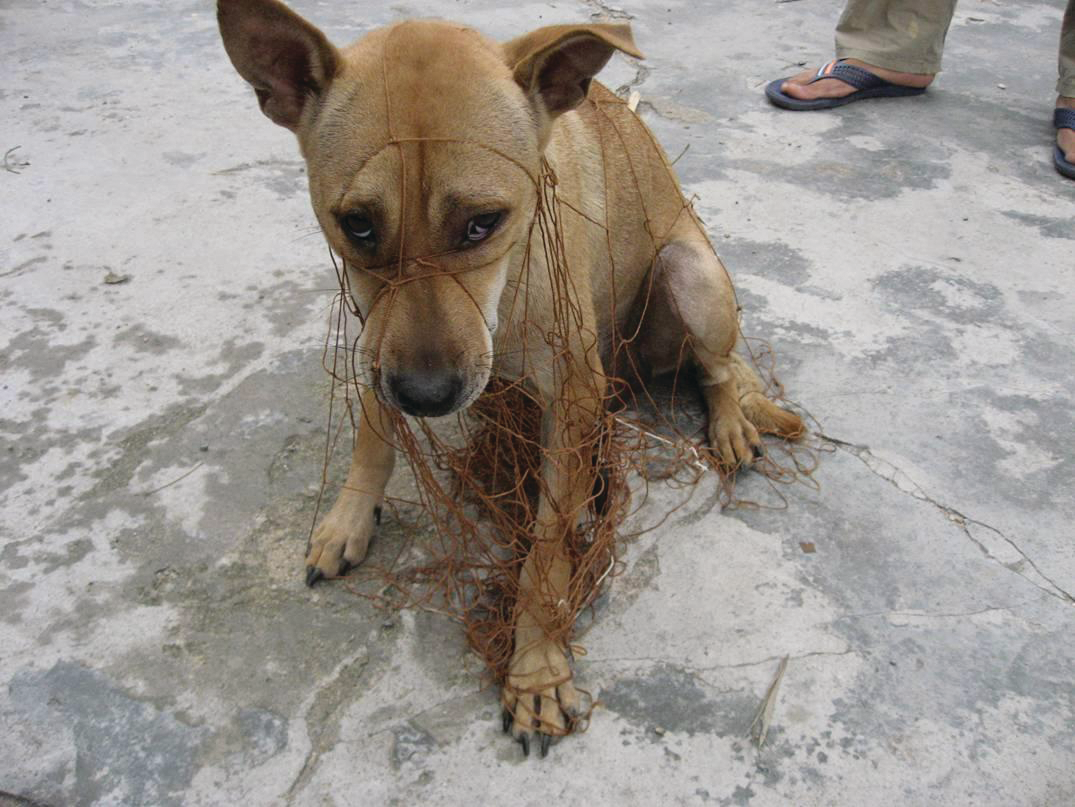 Supertalonanimalcatcher 10050664